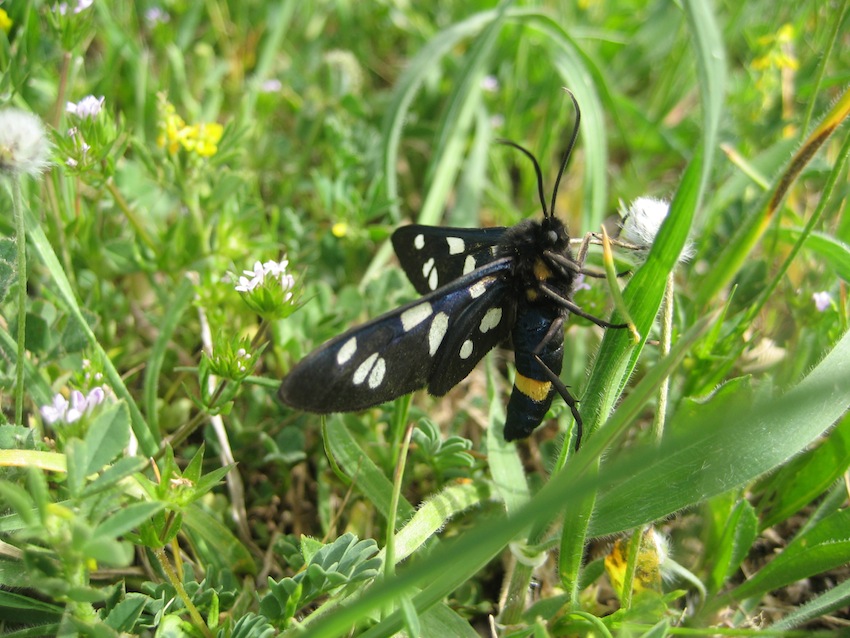 Identificazione bruco